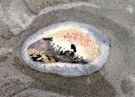Mussel shell with candy coating